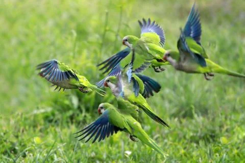 Flock of parrots in flight 스톡 사진