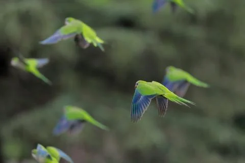 Flock of parrots in flight 스톡 사진