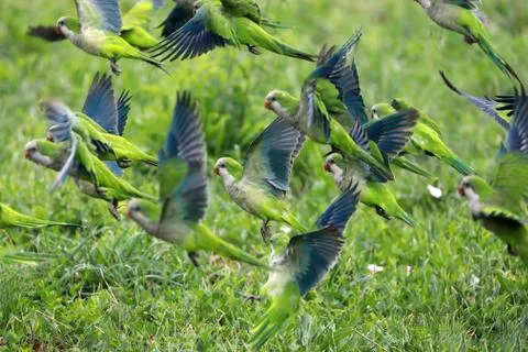 Flock of parrots in flight 스톡 사진