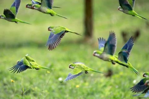 Flock of parrots in flight Stock Photos