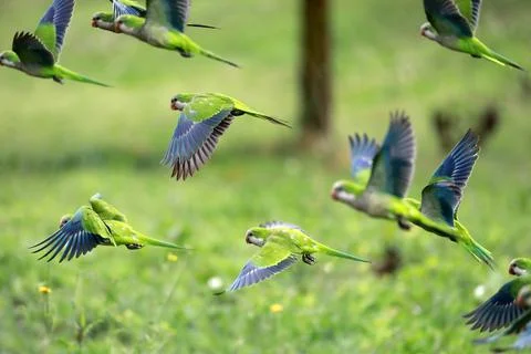 Flock of parrots in flight Stock Photos