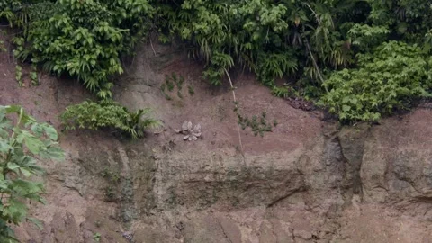 Flock of parrots fly in slow-motion in front of natural rock in amazon Stock Footage 289637081