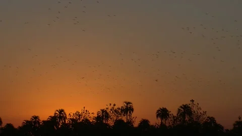 Flock of parrots flying at sunset Stock Footage 128549151