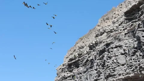 Flock of parrots leaving their nests Stock Footage 298322302