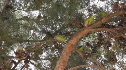 Flock of parrots (Monk Parakeet) resting in crown of pine Video stock 89569208