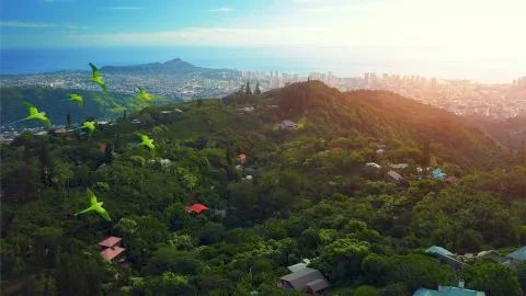 Flock of parrots Stock Photos