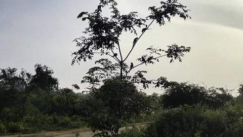 A flock of parrots is sitting on the branches of trees Stock Footage 219569143