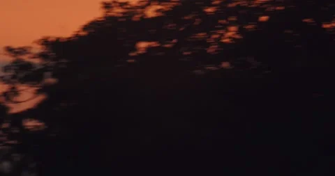 A flock of parrots soars in dark silhouettes against the glowing sunset sky 스톡 동영상 306046495