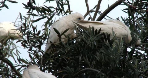 Flock Of Parrots On Top Of Olive Tree Clip1294 Stock Footage 245799925