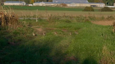 A flock of partridges Stock Footage 321946170