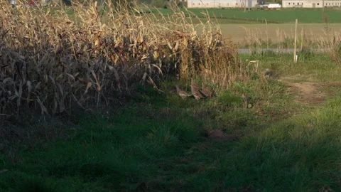 A flock of partridges Stock Footage 321946298
