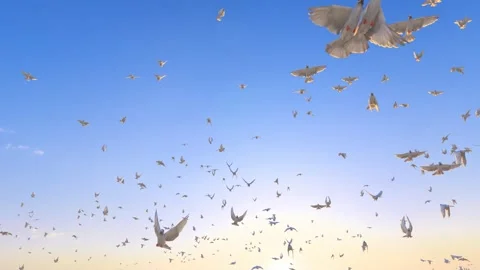 A flock of peace doves flying freely in the blue sky and white clouds. Stock Footage 336074390