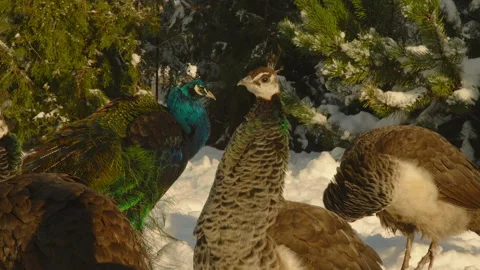 A flock of peacocks basks in the sun standing in the snow in the park against Stock Footage 219741885