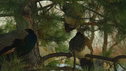 A flock of peacocks sits on the branches of a pine tree in the park in the light Stock Footage 176477584