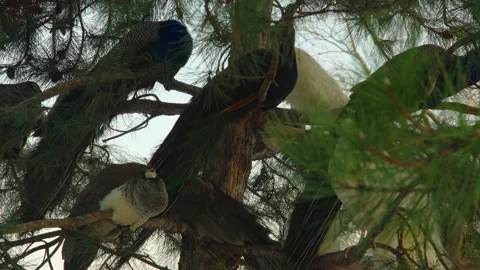 A flock of peacocks sits on pine branches in the park at sunset Stock Footage 173771784