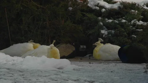 A flock of peacocks sits in the snow under a bush in the park in windy weather. Stock Footage 220677185