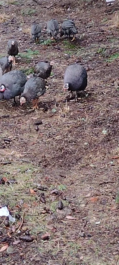 Flock of pearl speckled guinea hens free roaming the woods Stock Footage 167983205