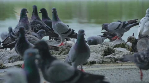 Flock of pegion walking on path in public garden. Stockbeeldmateriaal 232941012