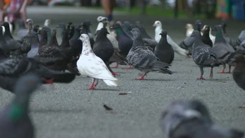 Flock of pegion walking on path in public garden. Video stock 232941013