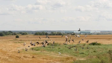 Flock of pegions takes wing from a cutted goldish farming field Stock Footage 86155515