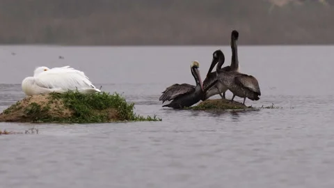Flock of pelicans on the beach Stock Footage 229452359