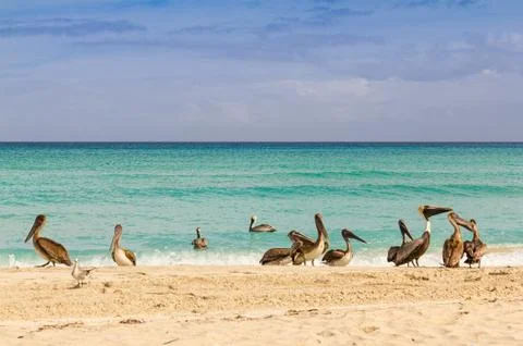 Flock of pelicans on beach Stock Photos