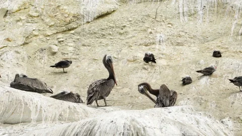 Flock of pelicans on a cliff top.  Close up view from water, taken from kayak Stock Footage 136064985