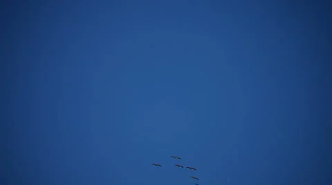 Flock of pelicans crossing frame Vidéo 1000137