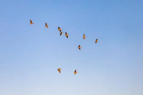 A flock of pelicans flies in the blue sky. Stock-Fotos