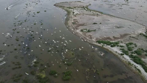 A flock of pelicans flies over the beach, view from a drone Stock Footage 222048237