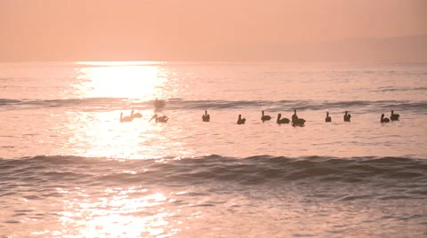 Flock of pelicans float a top of the ocean in sunset 動画素材 68734180