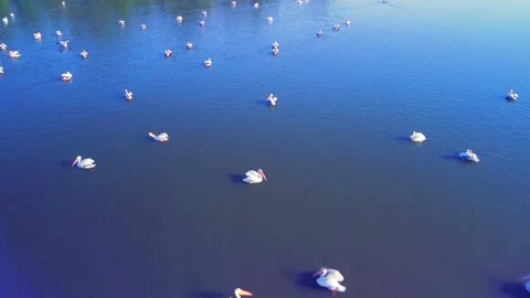 Flock of Pelicans Floating on Pond Stock-Footage 277172416