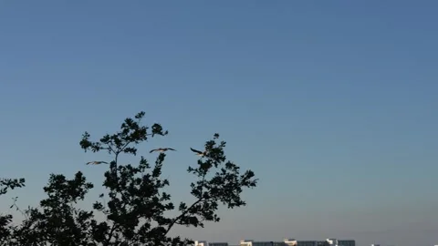 Flock of Pelicans Flying in Formation Stock Footage 305957157