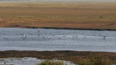 The flock of pelicans flying in Okavango Delta, Moremi National Park, Botswana. Stock Footage 130246237