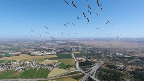 A flock of pelicans flying over central Israel 4K Stock Footage 159705974