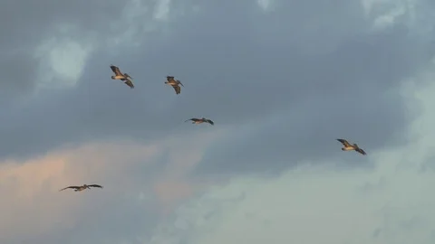 Flock of pelicans flying on a partially cloudy sky Stock-Footage 77803691