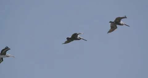 Flock of pelicans flying in the sky Video stock 145277265