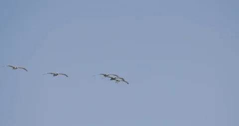 Flock of pelicans flying in the sky Video stock 145277366