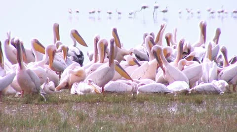 Flock of pelicans Vídeos de archivo 22320617
