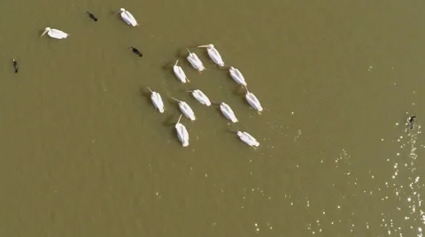 Flock of pelicans Stock-Footage 57307197