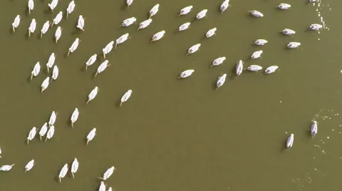 Flock of pelicans Stock Footage 57307373