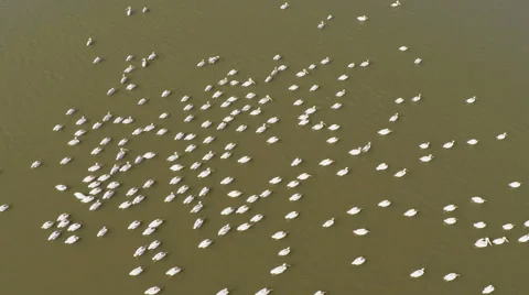 Flock of pelicans Stock Footage 57307632