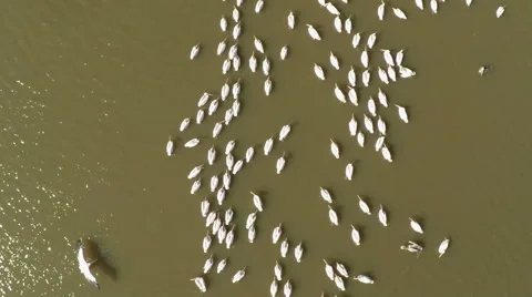 Flock of pelicans Stock-Footage 57308191