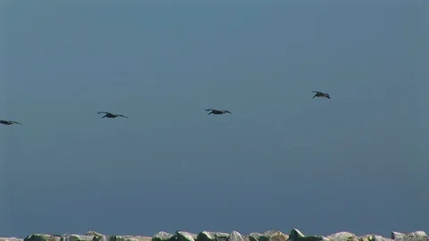 A flock of Pelicans Stock Footage 90436010