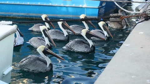 Flock of Pelicans  Stock Footage 105015548