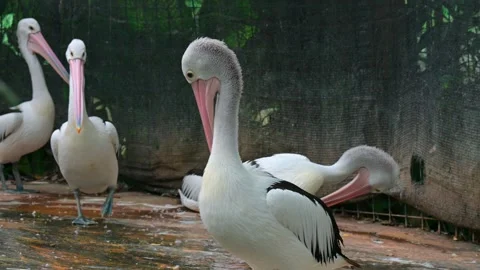 A flock of pelicans 스톡 동영상 247984383