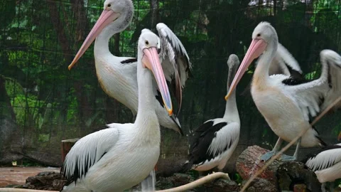 A flock of pelicans 스톡 동영상 247984603