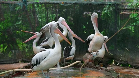A flock of pelicans 스톡 동영상 247984712