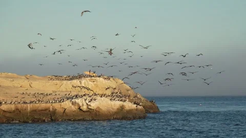 A flock of Pelicans. Stock Footage 316090034