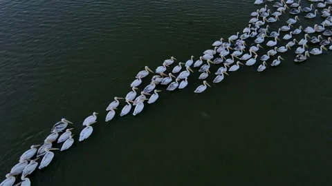 Flock Of Pelicans Stock Footage 333181785